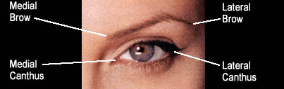 Diagram of ideal, youthful eyelid