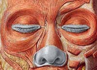 Youthful eyes - muscle view