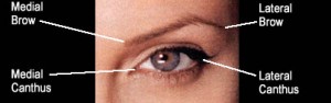 Diagram of ideal, youthful eyelid