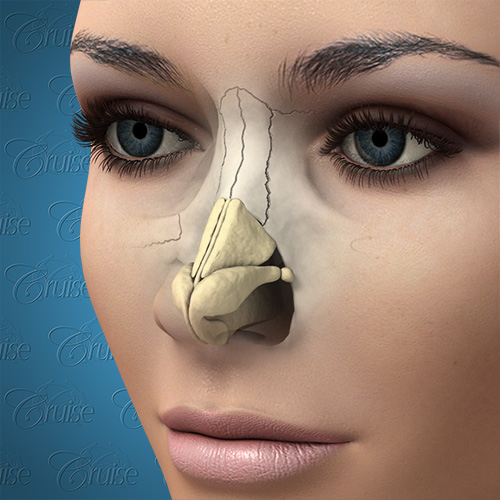 oblique-anatomy