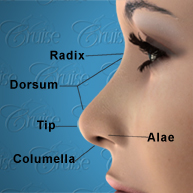 Diagram of the nose