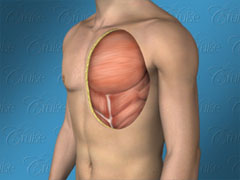 Anatomy view of ideal male chest 
